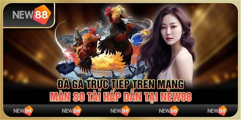 Đá gà trực tiếp trên mạng - Màn so tài hấp dẫn tại New88