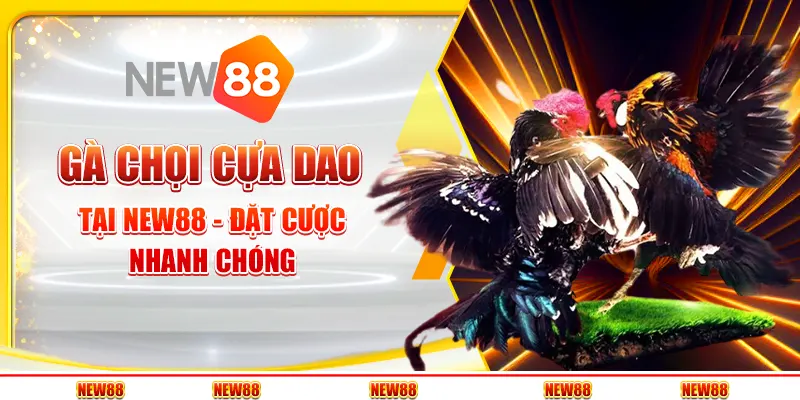 Gà chọi cựa dao tại New88 - Đặt cược nhanh chóng