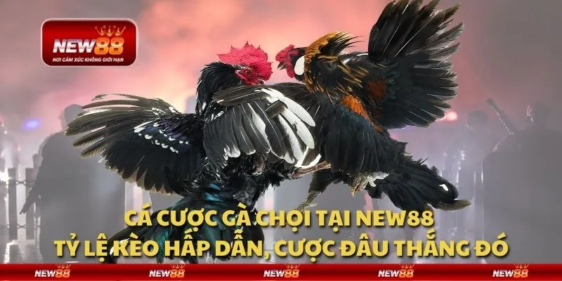 Cá cược gà chọi tại New88 - Tỷ lệ kèo hấp dẫn, cược đâu thắng đó